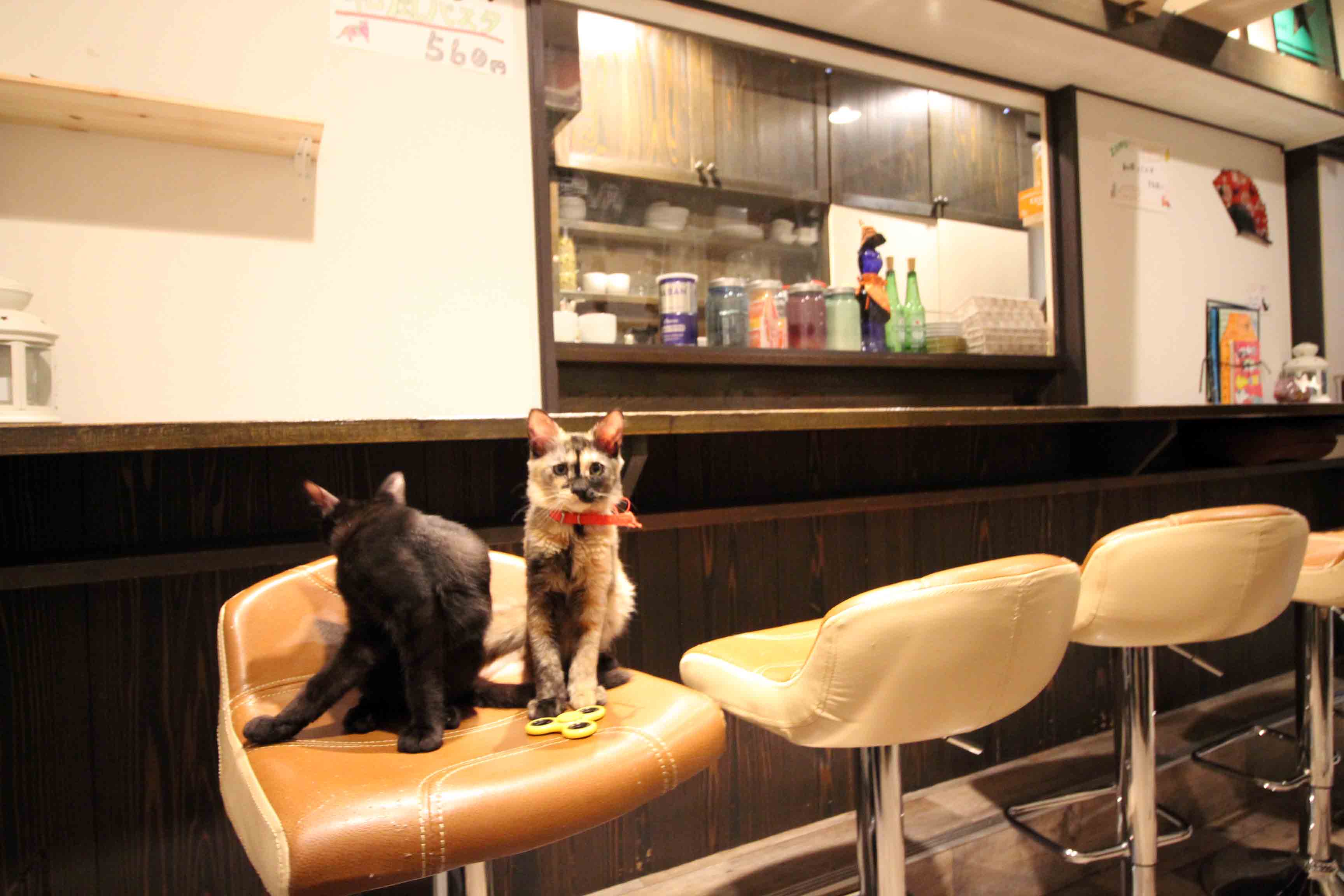 猫好き集まれ 高根公団駅そばに猫カフェ 和風猫本舗 がオープンしたニャ 鎌ケ谷船橋あたり